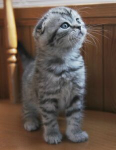 Silver tabby Scottish Fold kitten