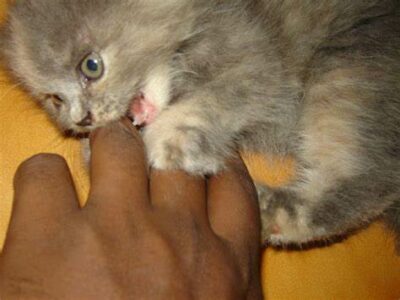 Grey kitten chewing on a finger