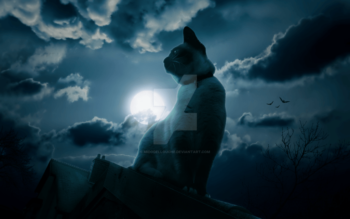 Cat at night; moon and clouds