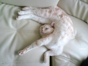 White cat, stretched to the max
