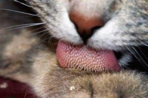 Closeup of cat tongue