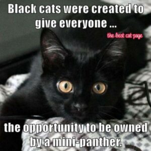 Black cat: "Mini-panther"