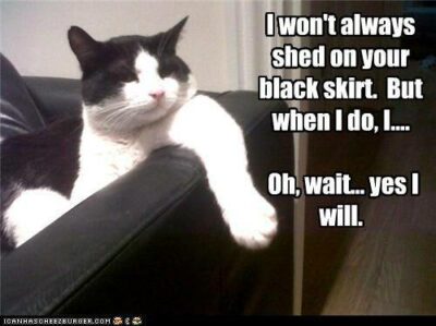 Attitude cat: shedding