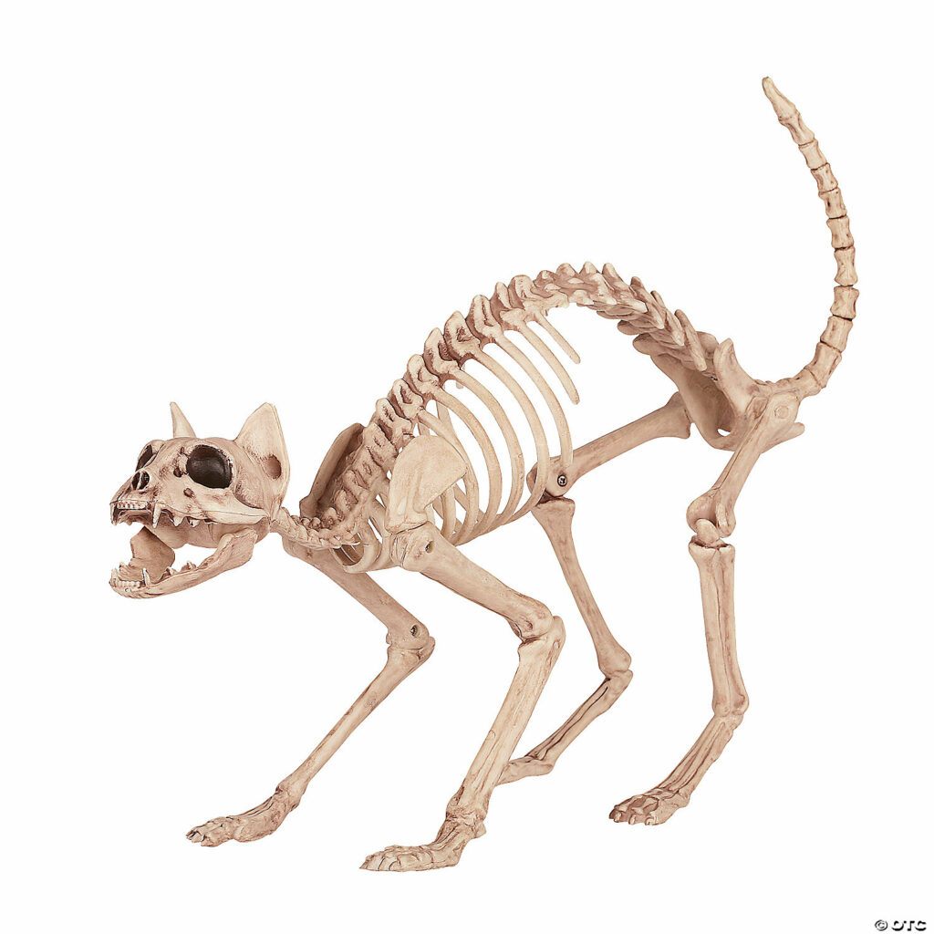 Cat skeleton