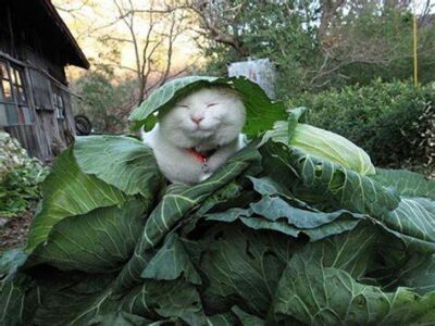 White cat in cabbage