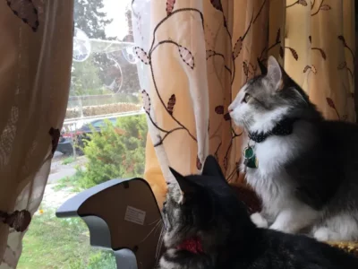 two cats looking out window