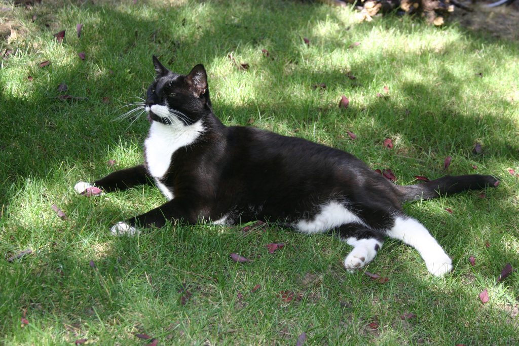 Tuxedo cat, lying on grass