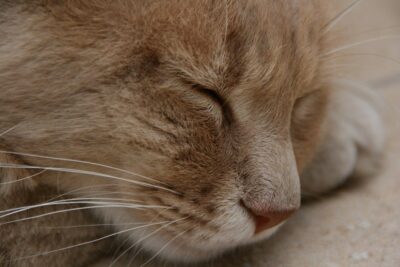 Orange cat, sleeping