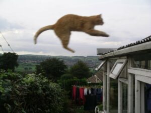 Cat leaping onto roof