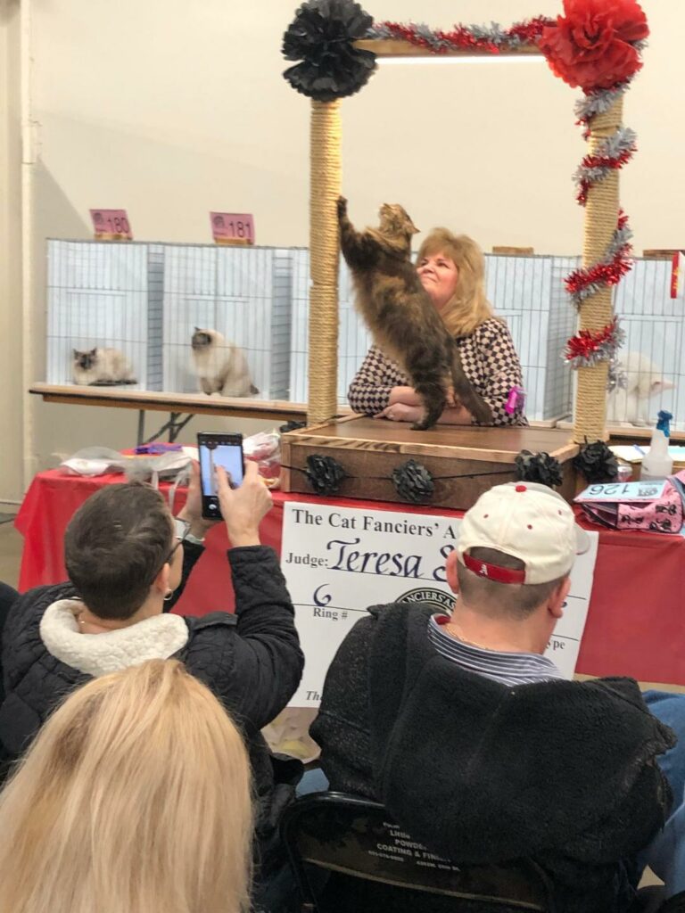 Treeno sharpening claws on show post