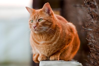 Orange cat sitting on fence