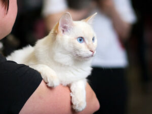 person holding white cat