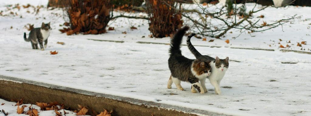 Cats walking side by side
