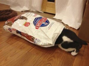 Cat halfway in bag of cat food