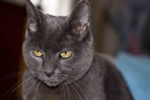 Gray cat, head & shoulders