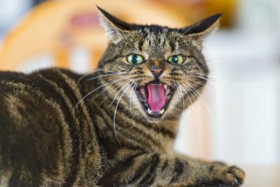 Brown tiger cat, mouth open