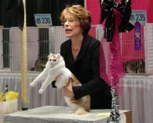 Judge holding up American curl at show