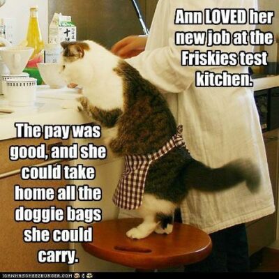 Cat in apron in Friskies test kitchen