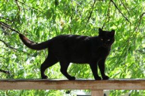 Black cat standing on fence