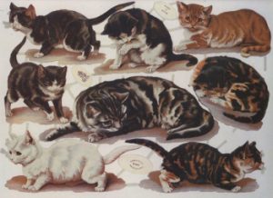 Group of cats, many colors