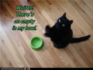 black cat, empty food bowl: "Waiter! There's an empty in my bowl.