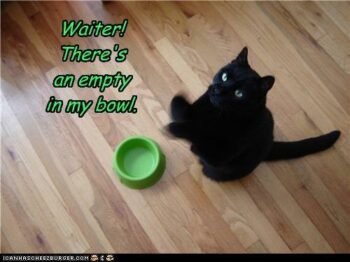 black cat, empty food bowl: "Waiter! There's an empty in my bowl.