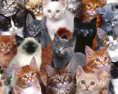 Many cats, all colors