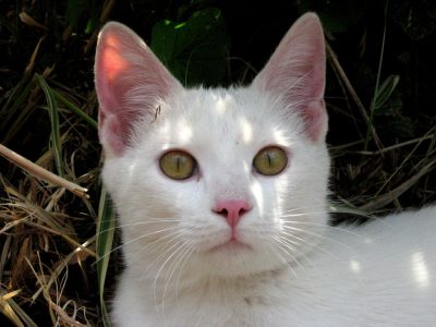 White cat, head and shoulders