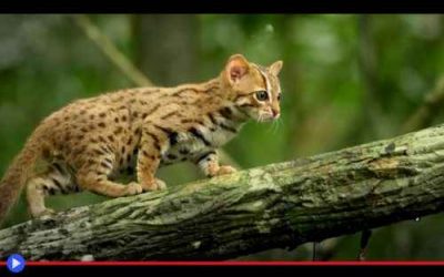 rusty-spotted cat on log