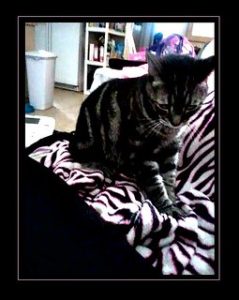 Dark tiger cat kneading blanket