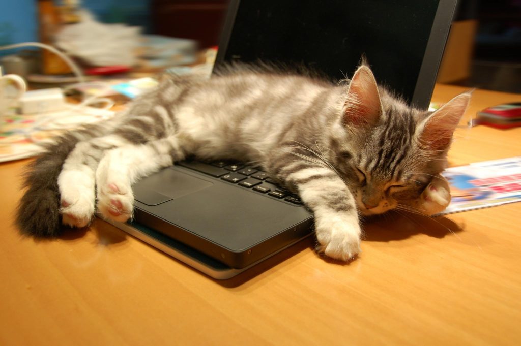 kitten sleeping on computer