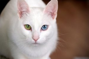 White cat; odd-colored eyes