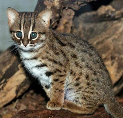 Rusty-spotted cat, seated