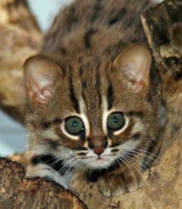 Head of rusty-spotted cat
