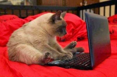 cat seated at computer, writing