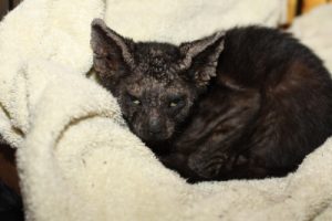Small black cat, bad case of scabies