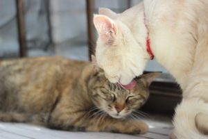 One cat washing another's face