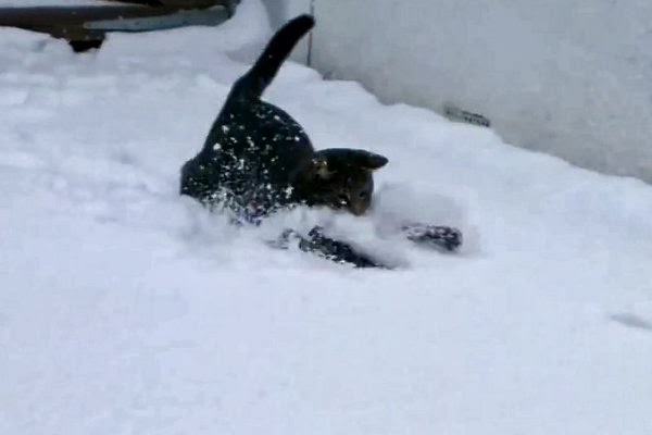 Black cat playing in snow