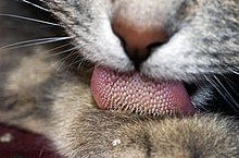 The amazing cat tongue