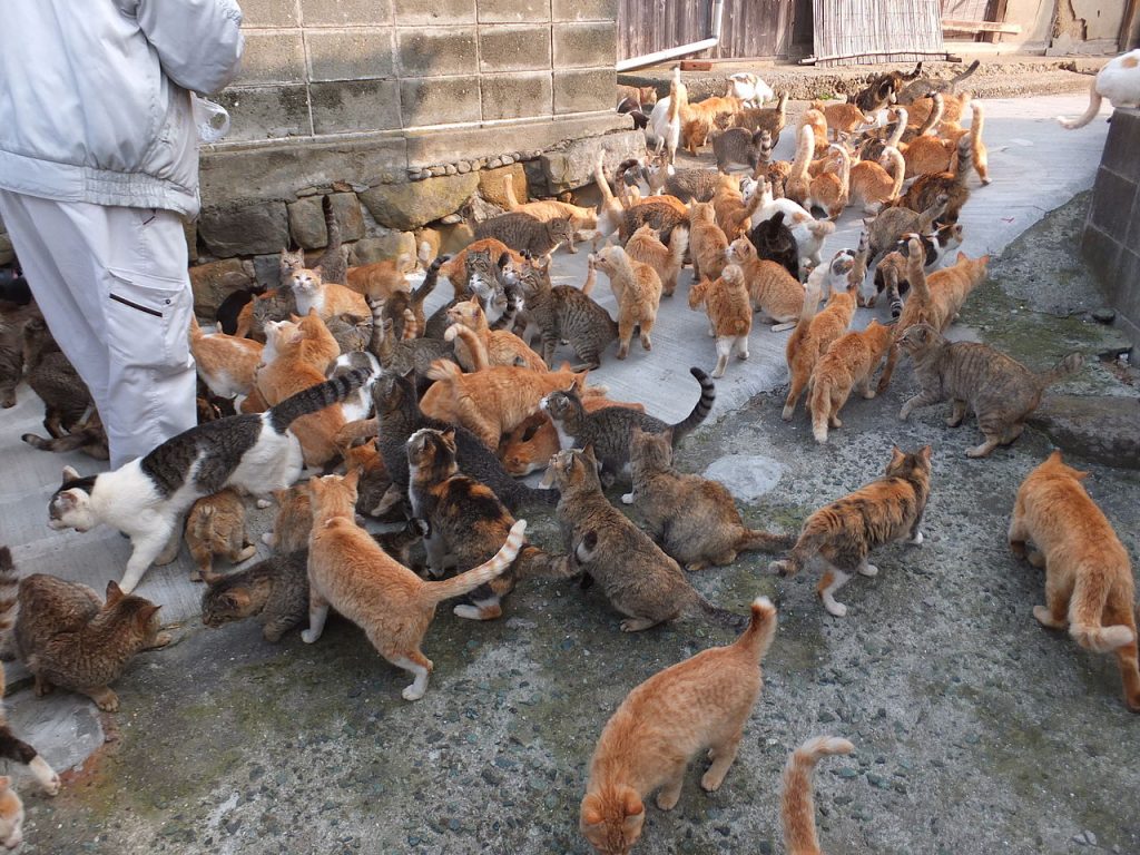 Cats on Aoshima Island