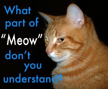 Orange cat: What part of Meow don't you understand?