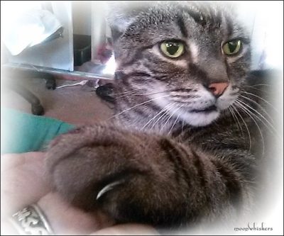 Cat with paw on human's hand