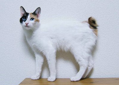 Japanese bobtail cat