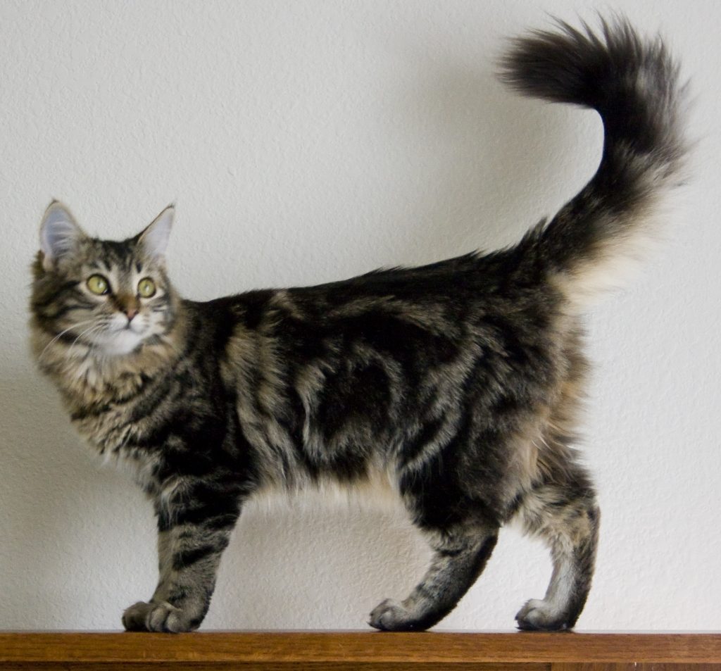 Tabby with tail held high