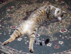Tiger cat doing the ultimate stretch