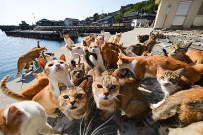 Japanese cats