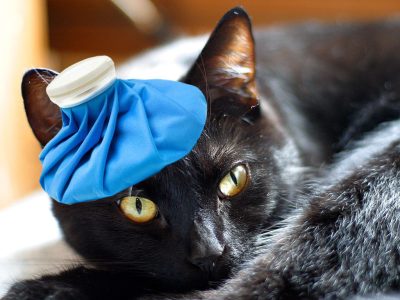 cat wearing hot water bottle on head