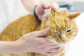 Orange cat with scabies in ear