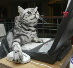 cat using computer and mouse