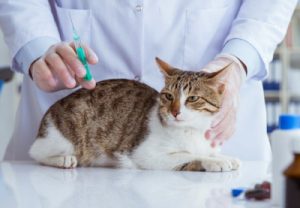 Vet ready to give shot to cat